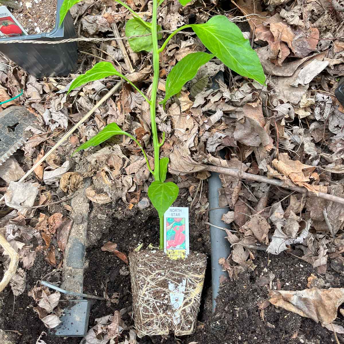 A root bound bell pepper plant that should have been potted up