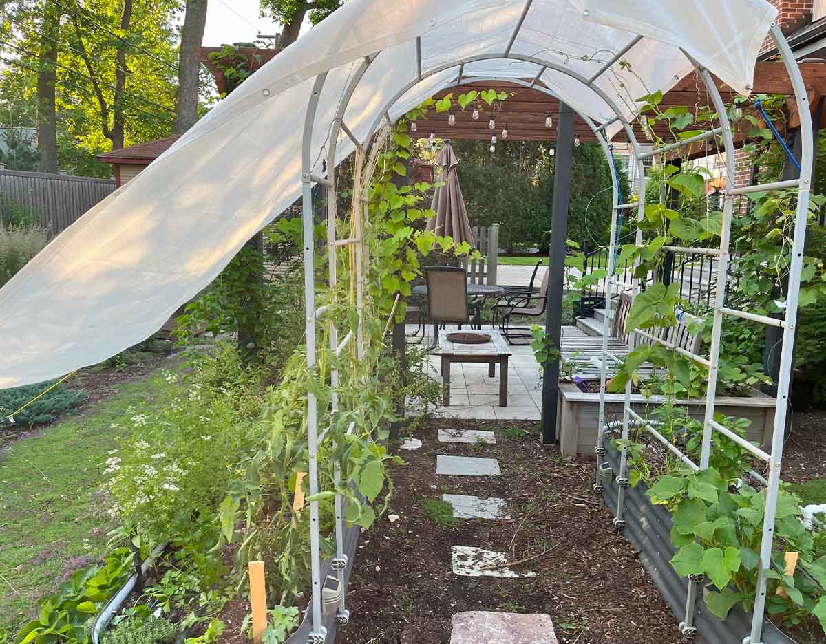 Shading bell pepper plants in hot weather with a shade cloth