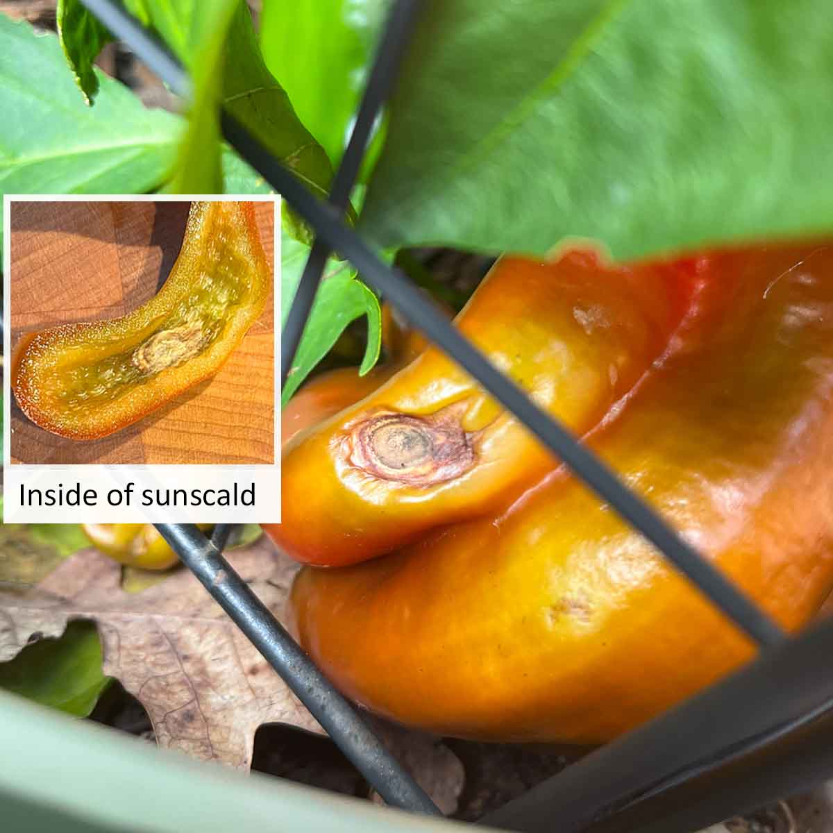 Sunscald on a bell pepper, with an image of what it looks once cut open. You can eat them, just discard the bad spot.