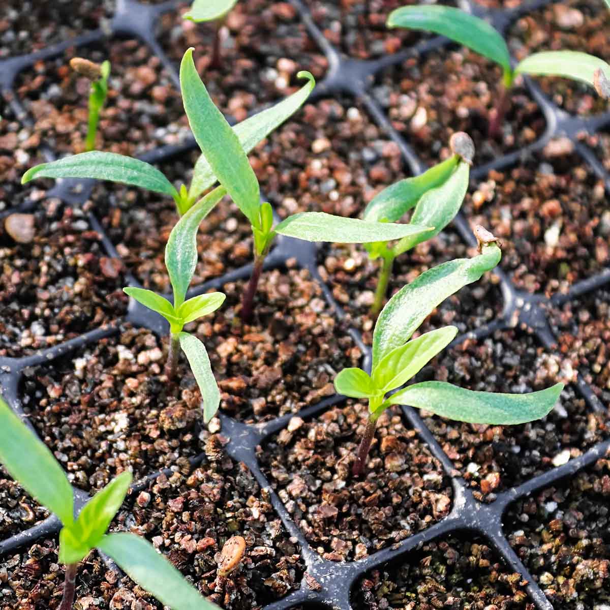 Bell pepper seedlings