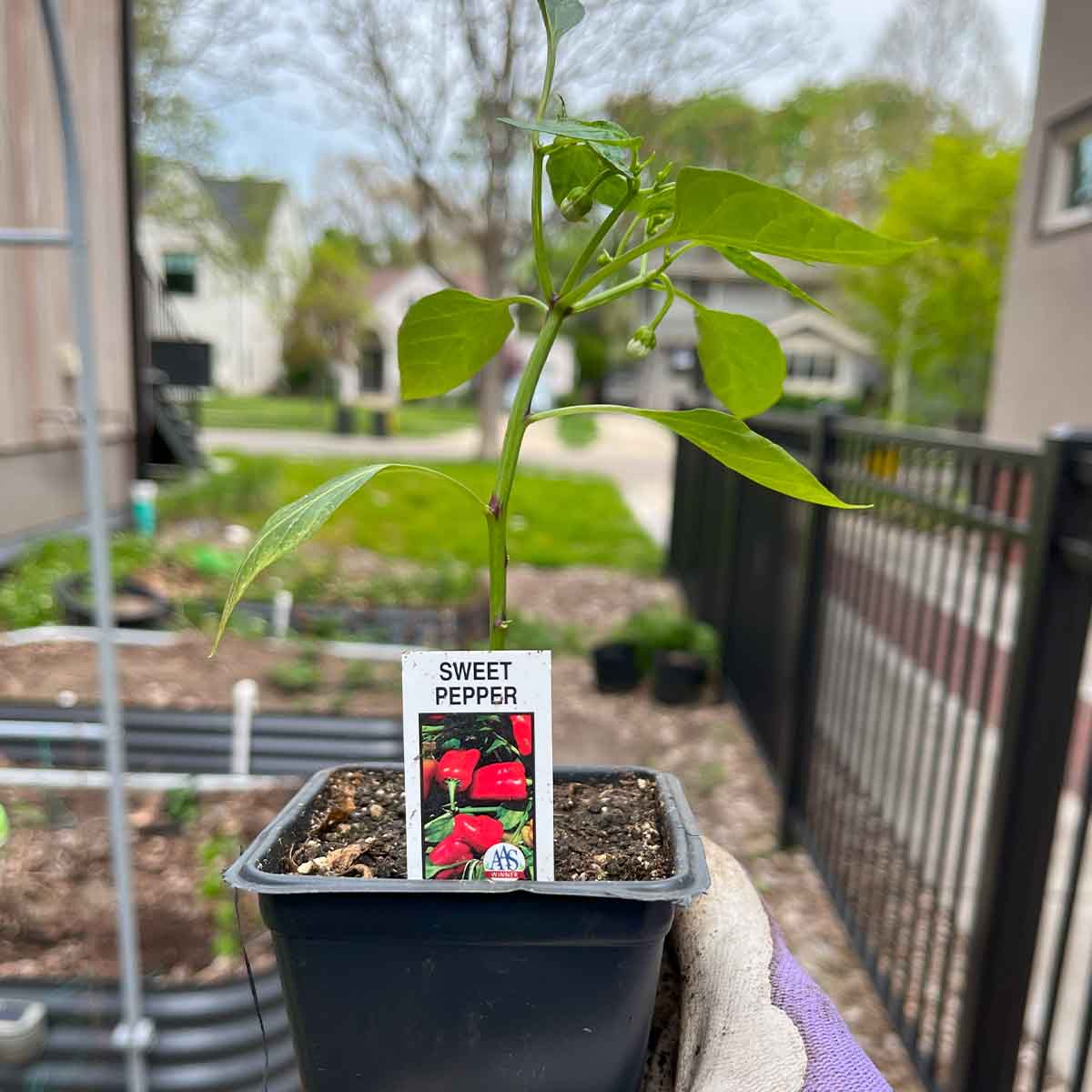 When to transplant bell peppers: on a cloudy day when weather has warmed