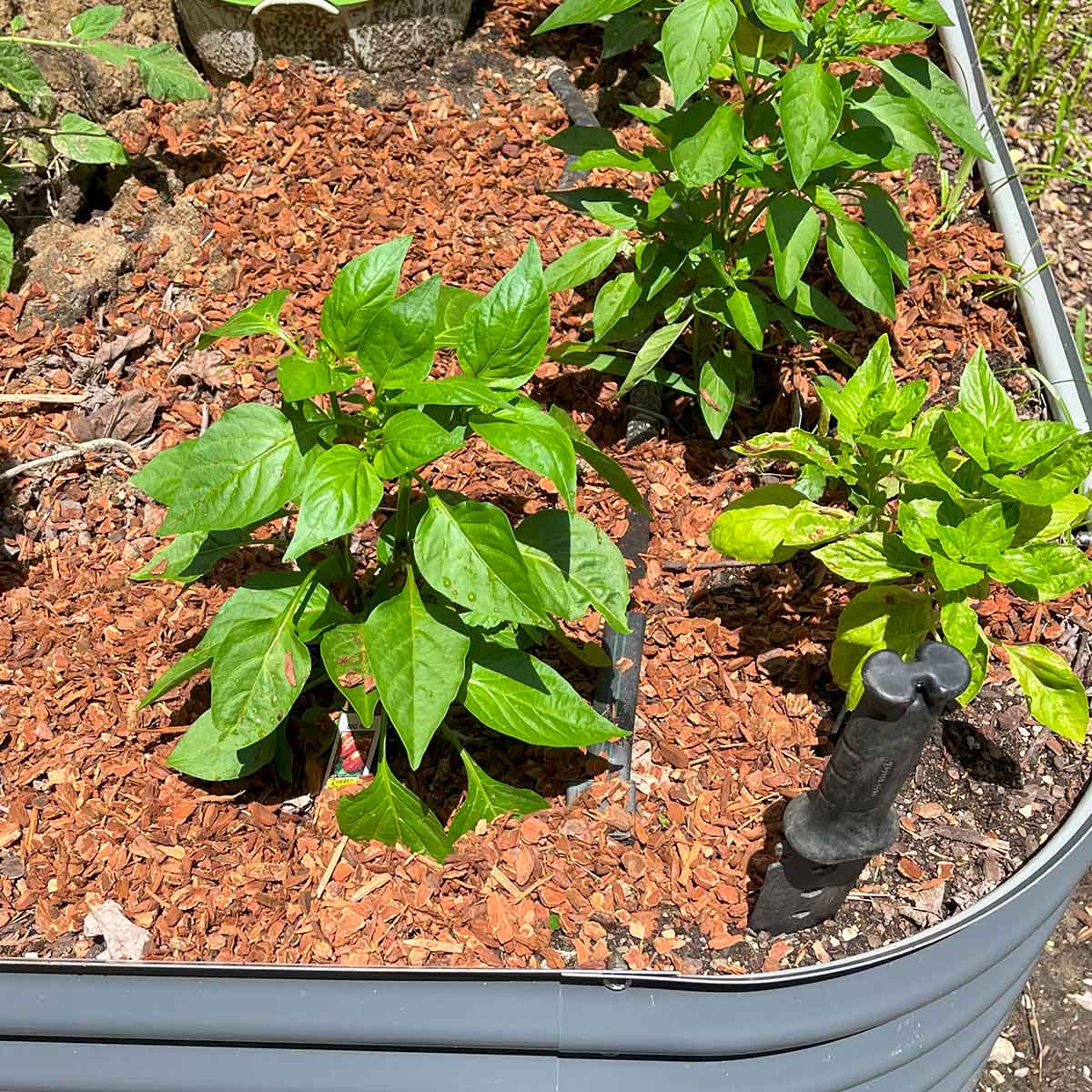 Bell pepper plants spaced 18" apart that need consistent watering at least through the flowering stage.