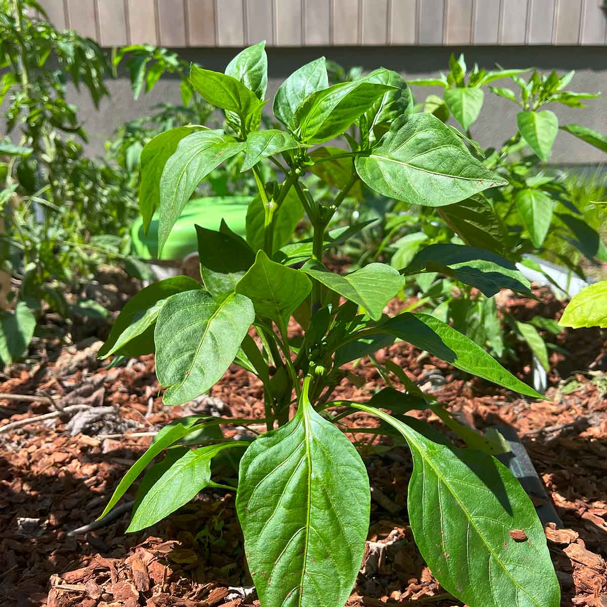 Find the right site for your bell pepper plants, based on your growing zone.