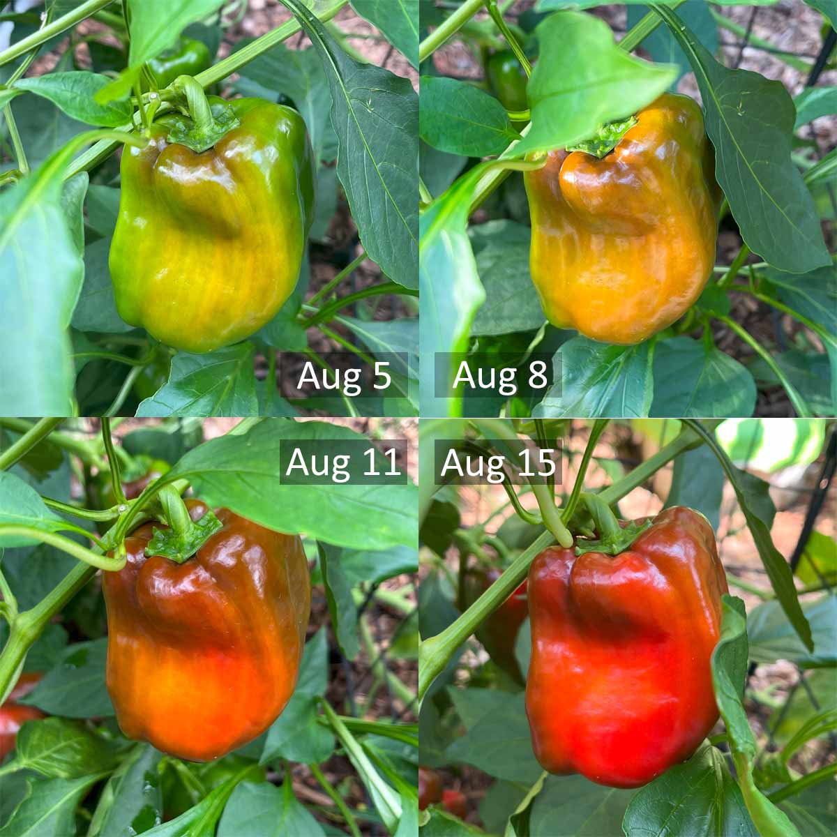 One bell pepper followed through its ripening stages. It starts off green with a hint of red on August 5th, turning red on August 15th.