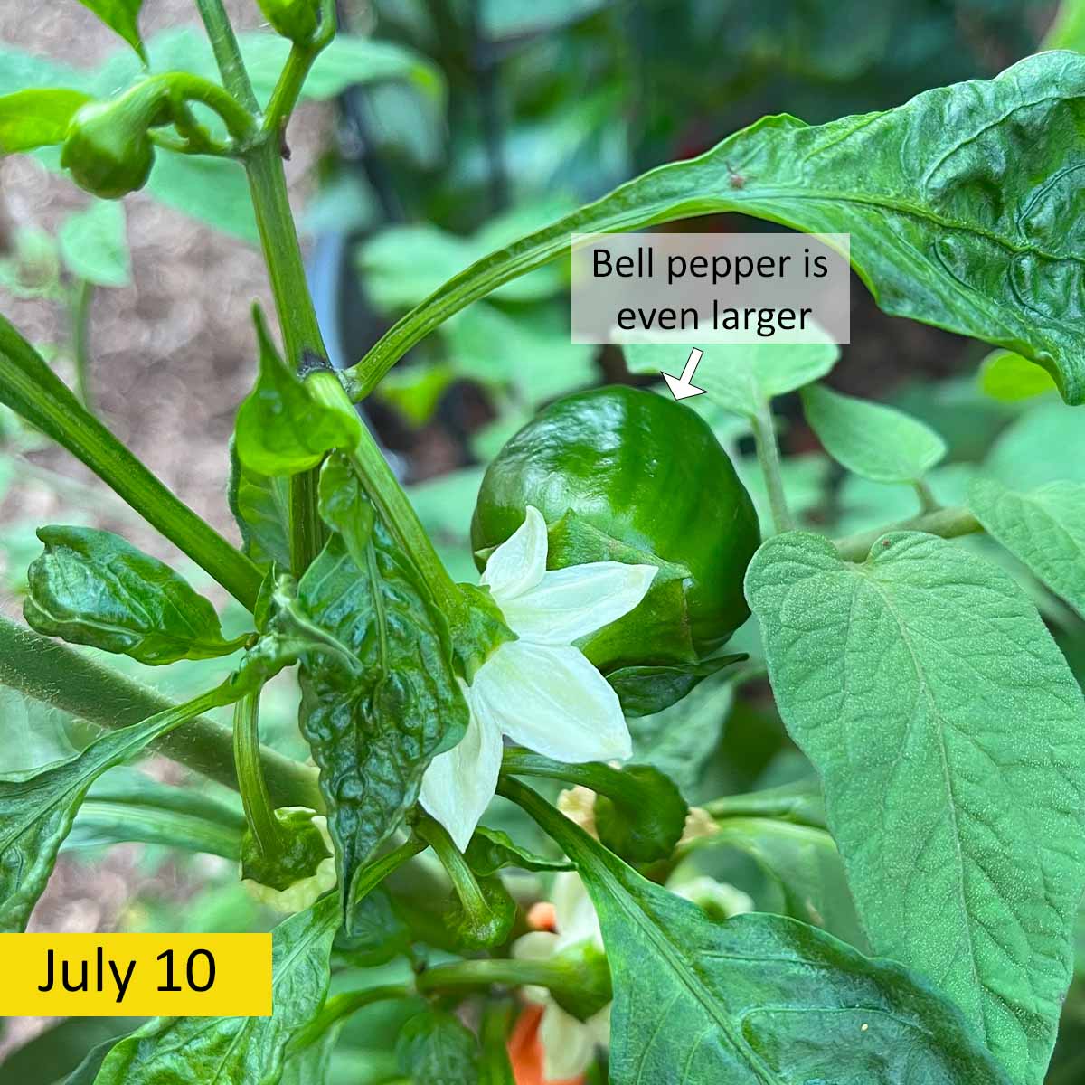 A bell pepper plant shifting growth stages, from flowering to fruiting. A small bell pepper is growing large very quickly, while other flowers finish pollinating.