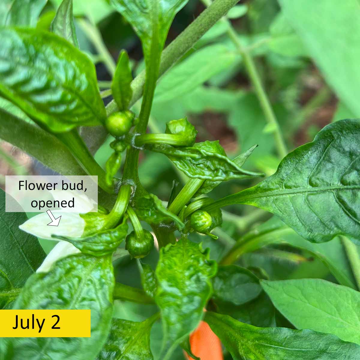Bell pepper flowers that are in various stages of development.