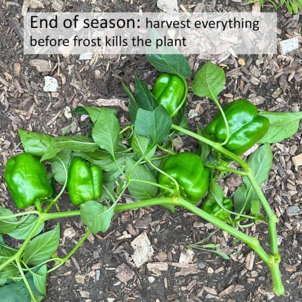 When to harvest bell peppers (are they ripe yet?) - Ask The Food Geek