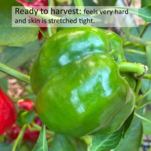 A mature green bell pepper that's ready to harvest. It's full size and feels firm.