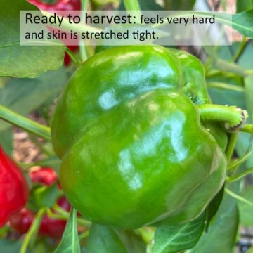 A mature green bell pepper that's ready to harvest. It's full size and feels firm.