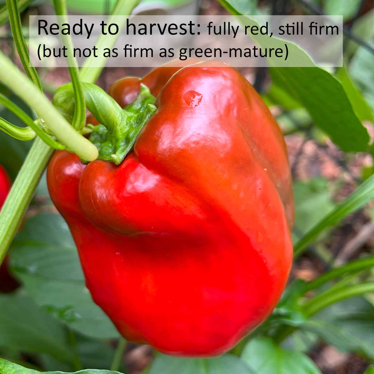 A fully ripe red bell pepper that's ready to harvest.