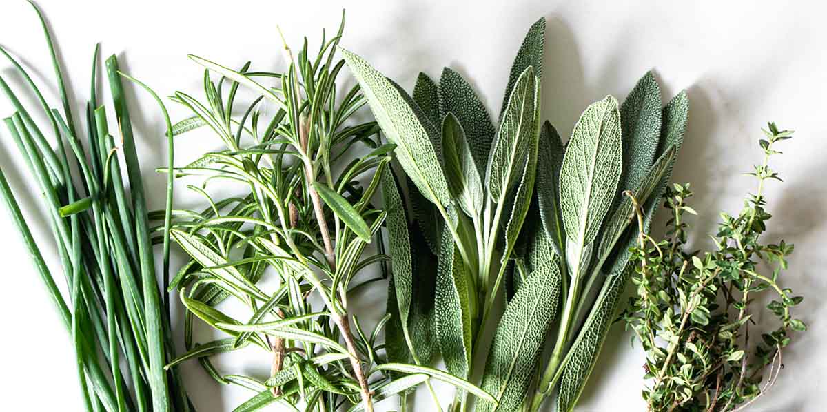 Thanksgiving herbs including sage, chives, rosemary, and thyme