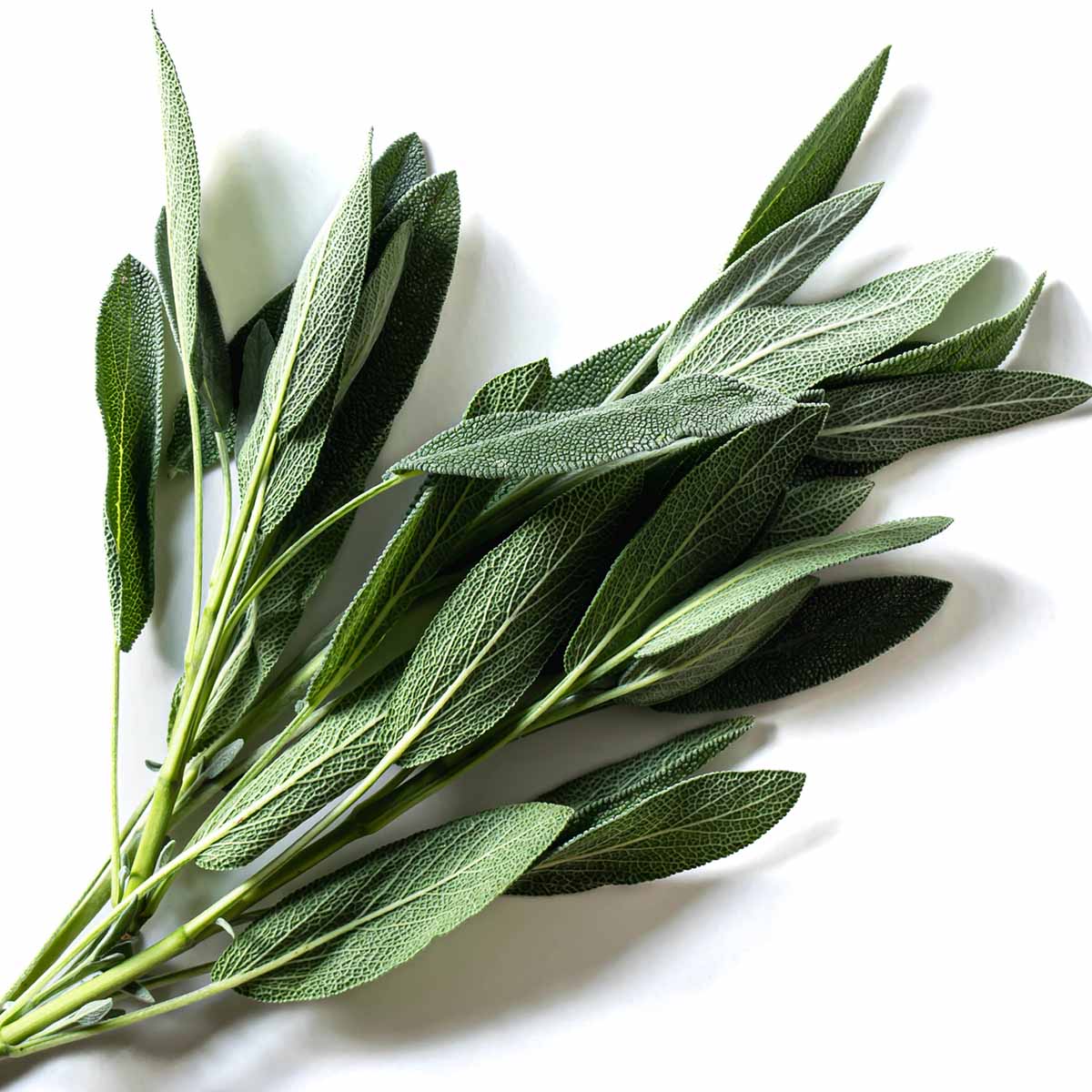 A bundle of fresh sage leaves from the garden