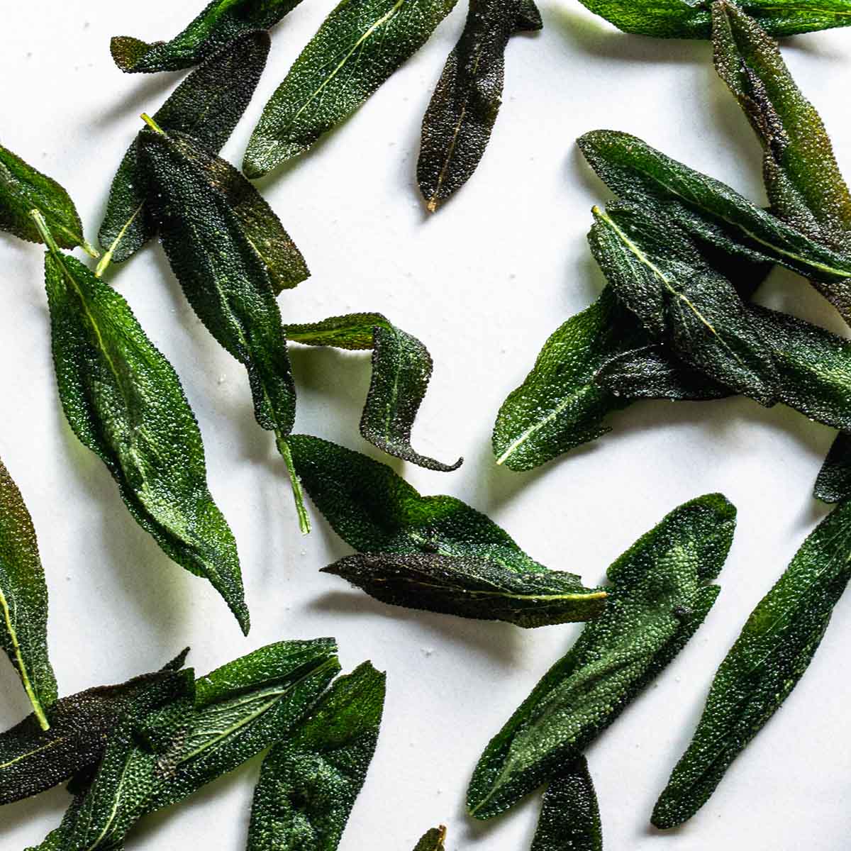 Fried sage leaves scattered on a white background