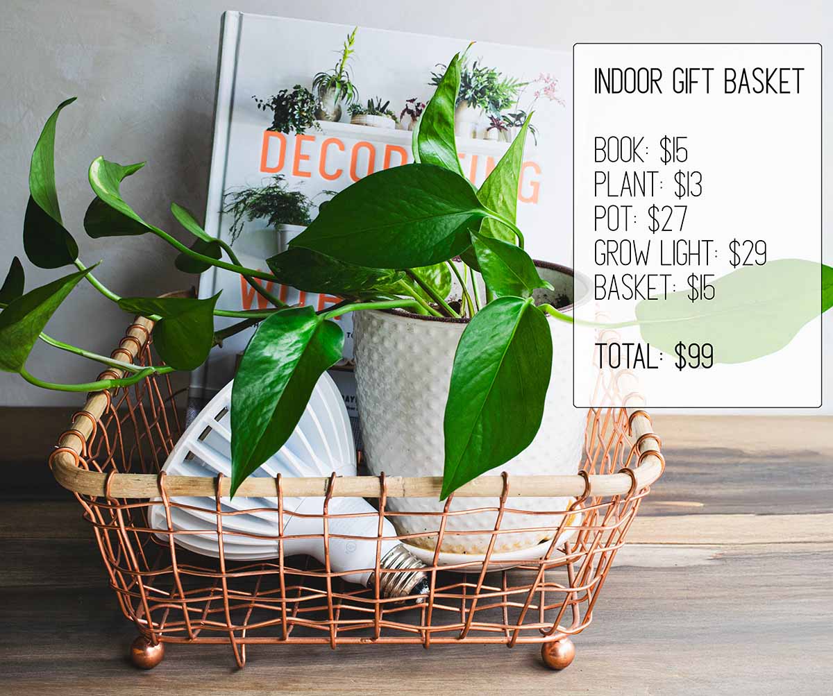 A gift idea for plant lovers and gardeners that will delight her. What's inside: a live houseplant, a rose gold basket, a cute pot, a book, and a grow light. Cost is under $100.