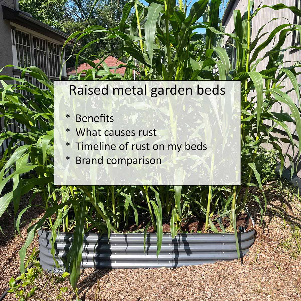 A raised metal garden bed with corn stalks, with text overlay: Benefits, What causes rust, Timeline of rust on my beds, Brand comparison