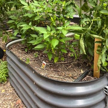 Peppers growing a gray raised metal garden bed