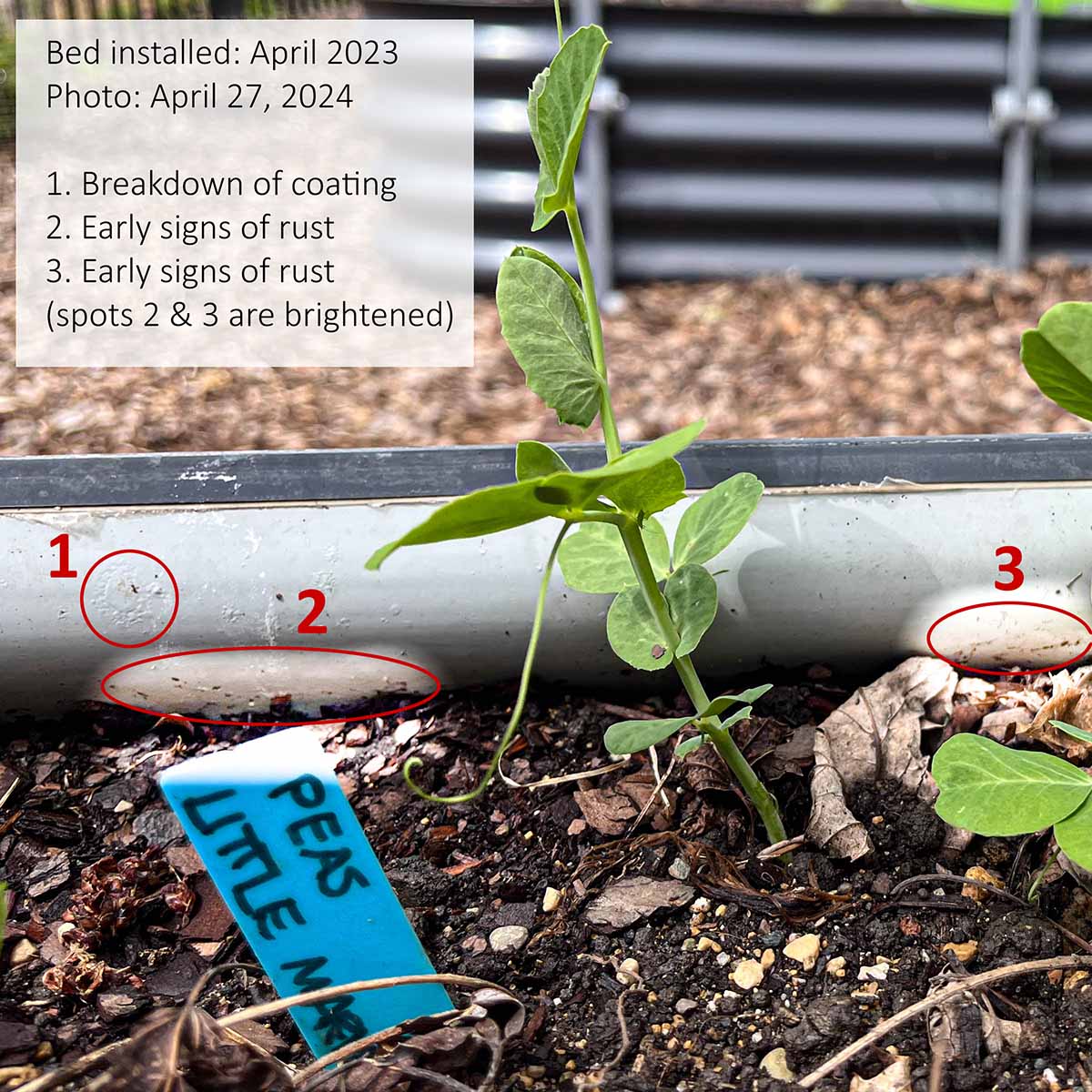 A raised metal garden bed with early signs of rust after just 3 years