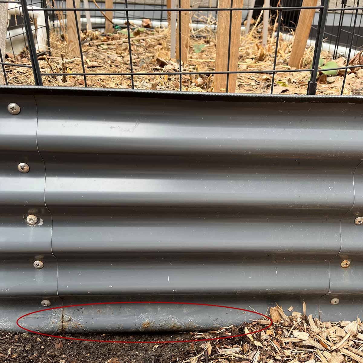 Rust on my vego raised garden bed with asparagus