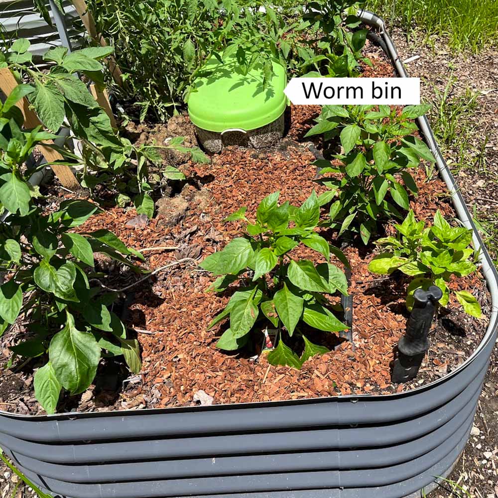 A worm bin in the center of my raised metal garden bed with mulch and bell pepper plants