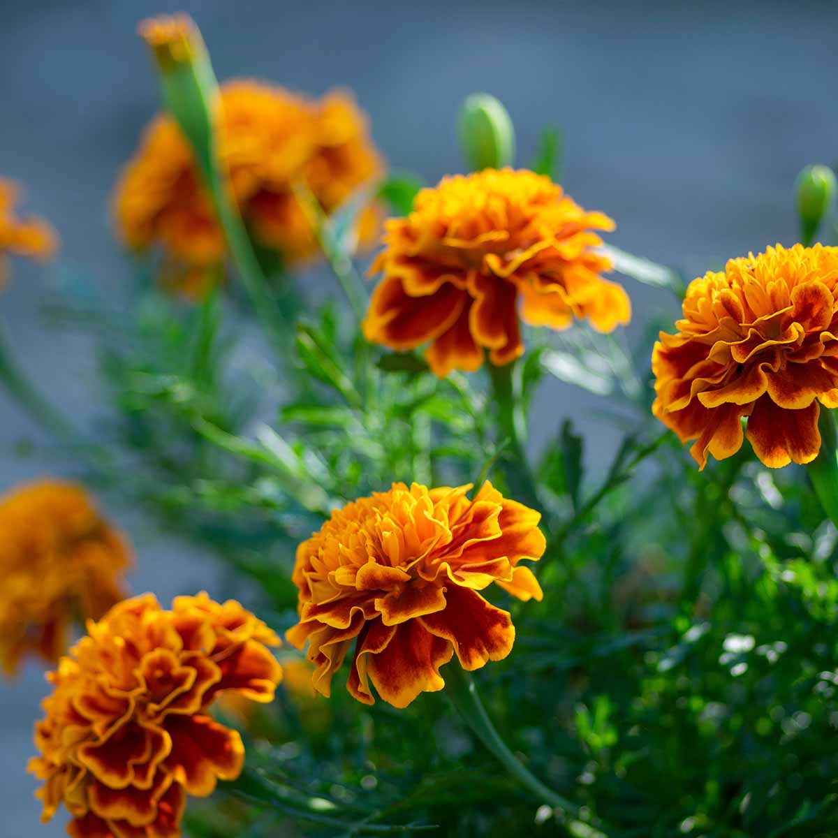 French marigolds with frilly, pincushion flowers. Edible and sometimes bitter. (Tagetes patula)