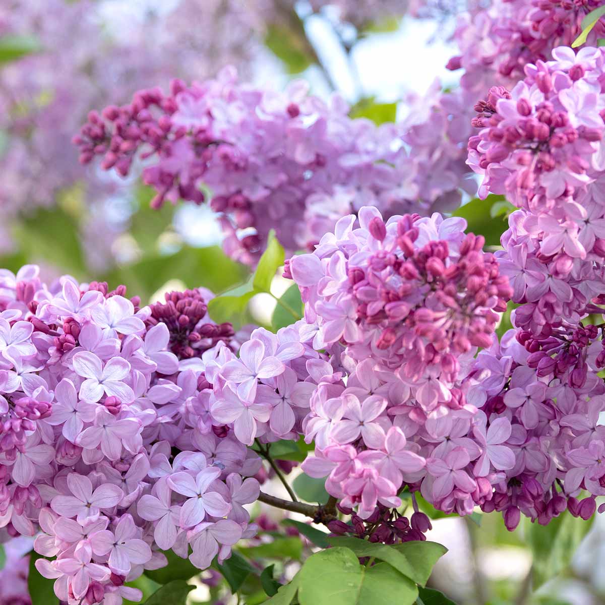 Edible lilac flowers that are mostly opened, the perfect time to harvest.