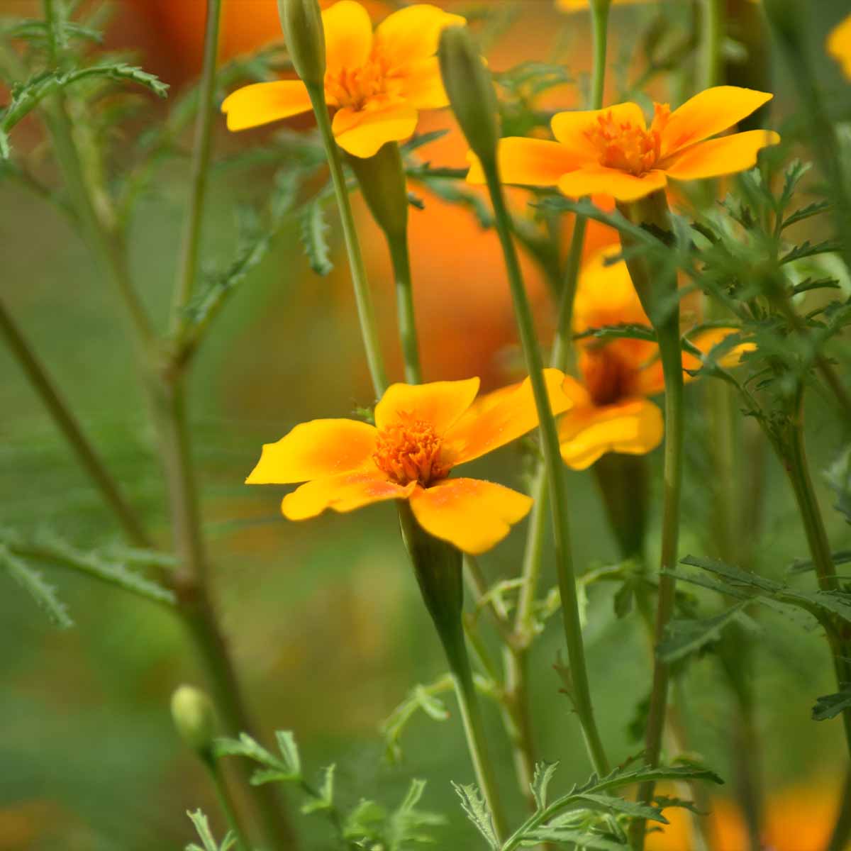 Signet marigolds with 1 row of petals, edible and tasty. (Tagetes tenuifolia)
