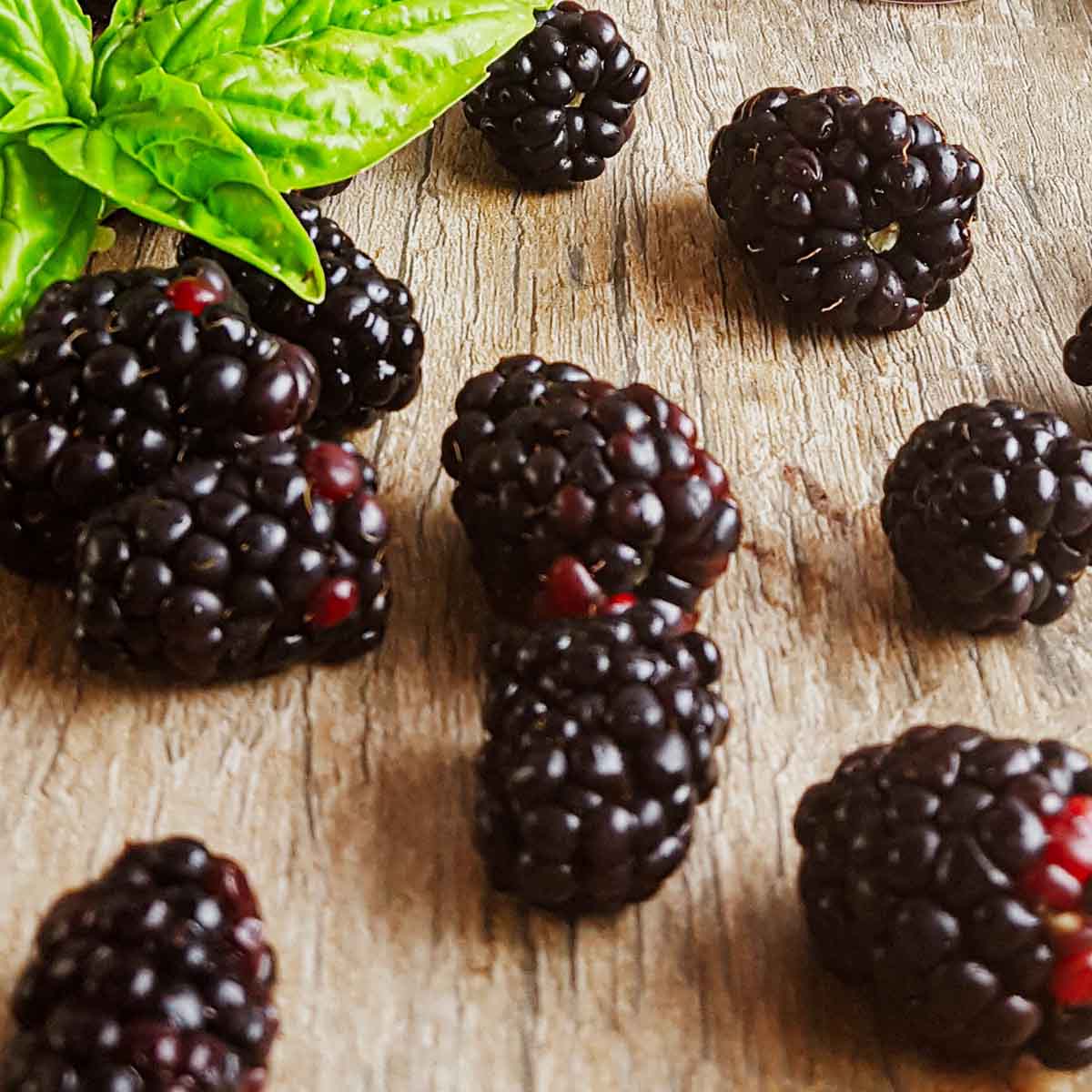 Fresh blackberries and basil for vinaigrette salad dressing.