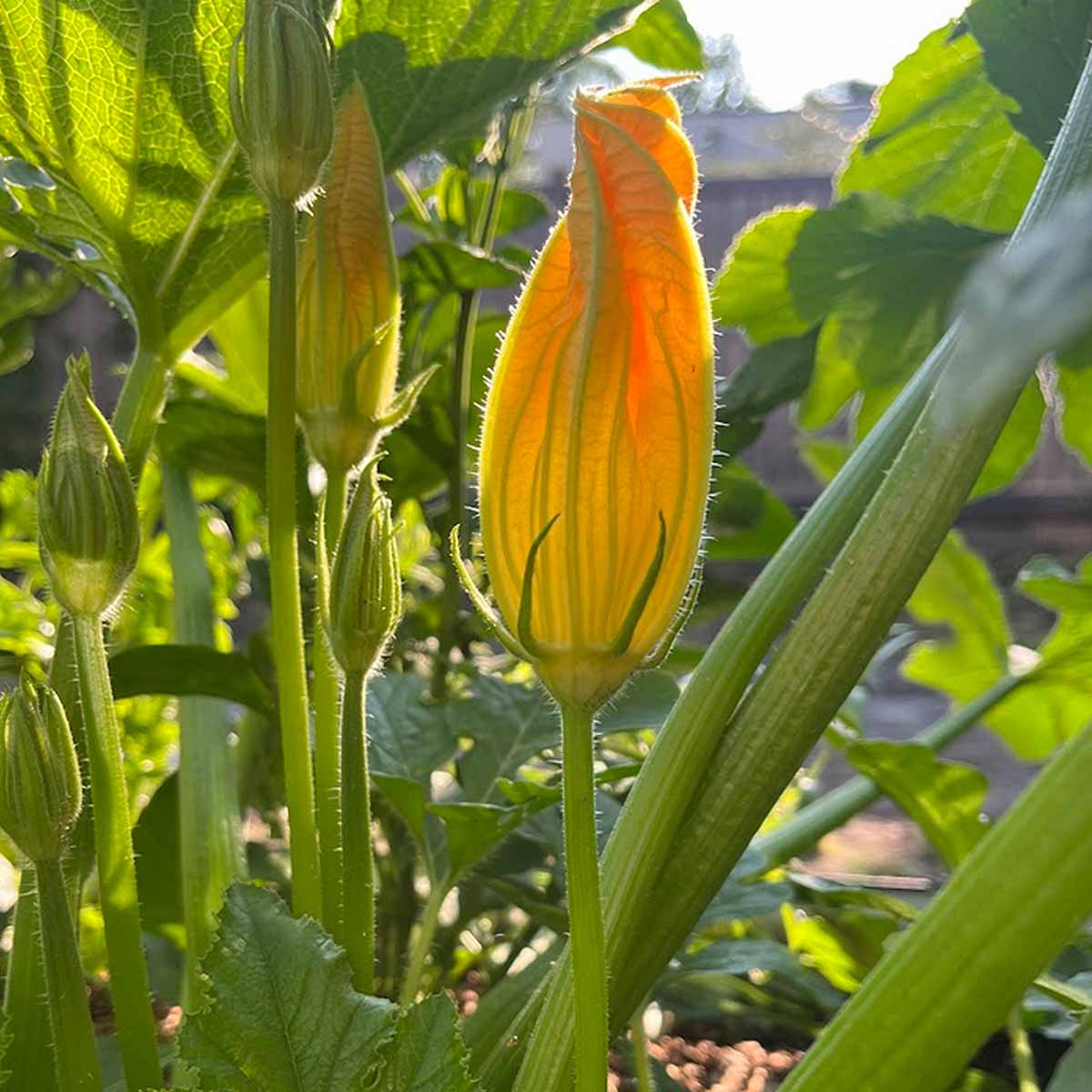 A squash blossom before it opens, perfect for stuffing and adding to a salad