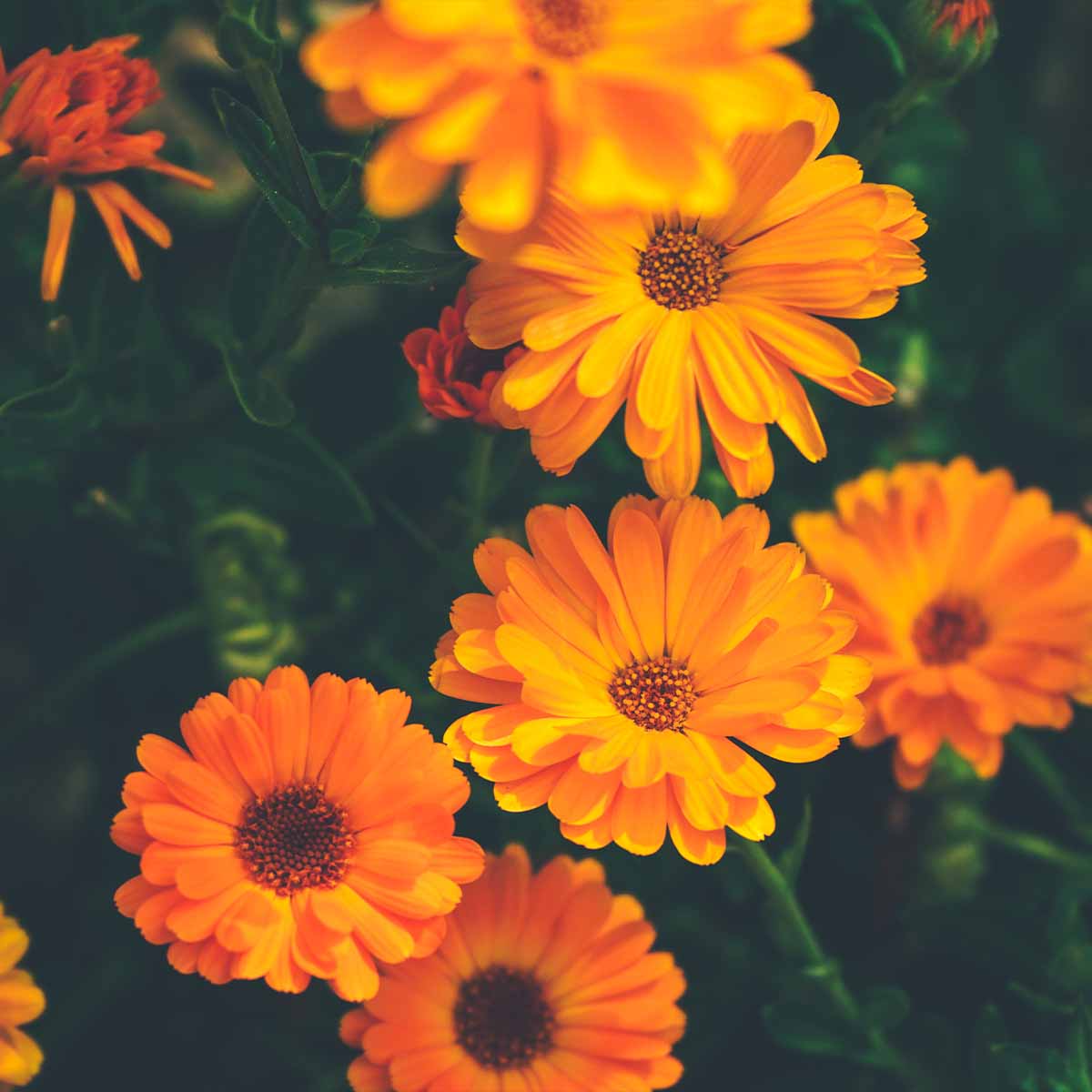Orange calendula flowers (calendula officinalis)