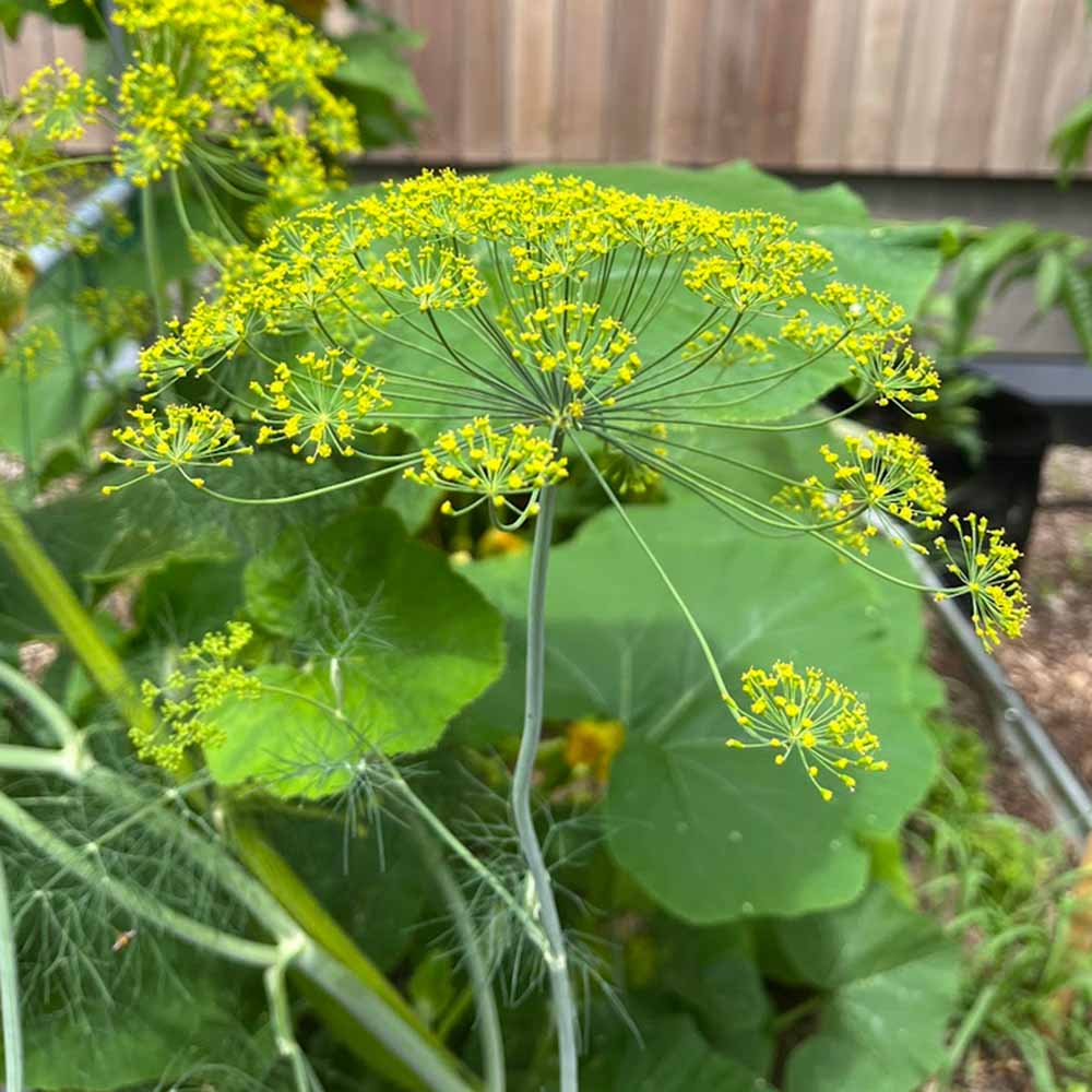 Dill plant right next to winter squash, increasing risk of Bt and spinosad affecting butterflies.