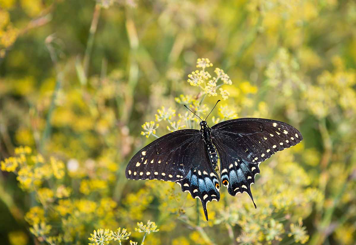 Bt targets all caterpillar larvae, including butterflies