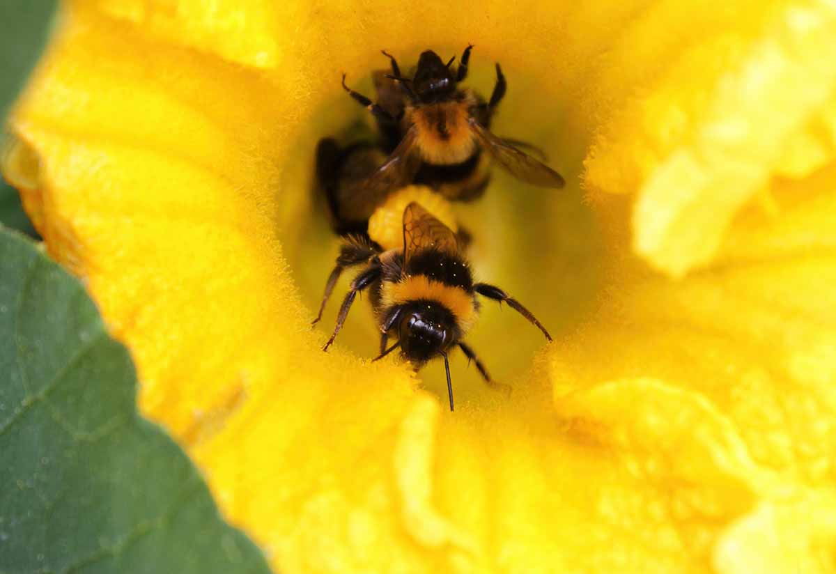 Bees enter squash followers and Bt is considered practically nontoxic.