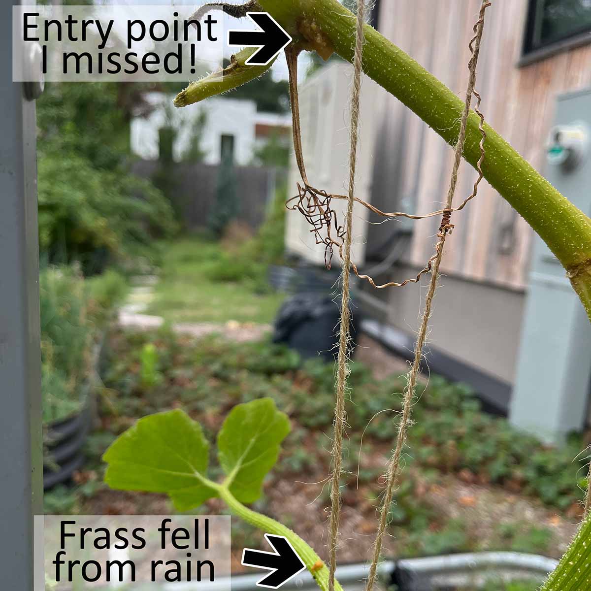 Frass that fell on a lower leaf from rain helped me look above it to find a hidden entry point with a squash vine borer inside.