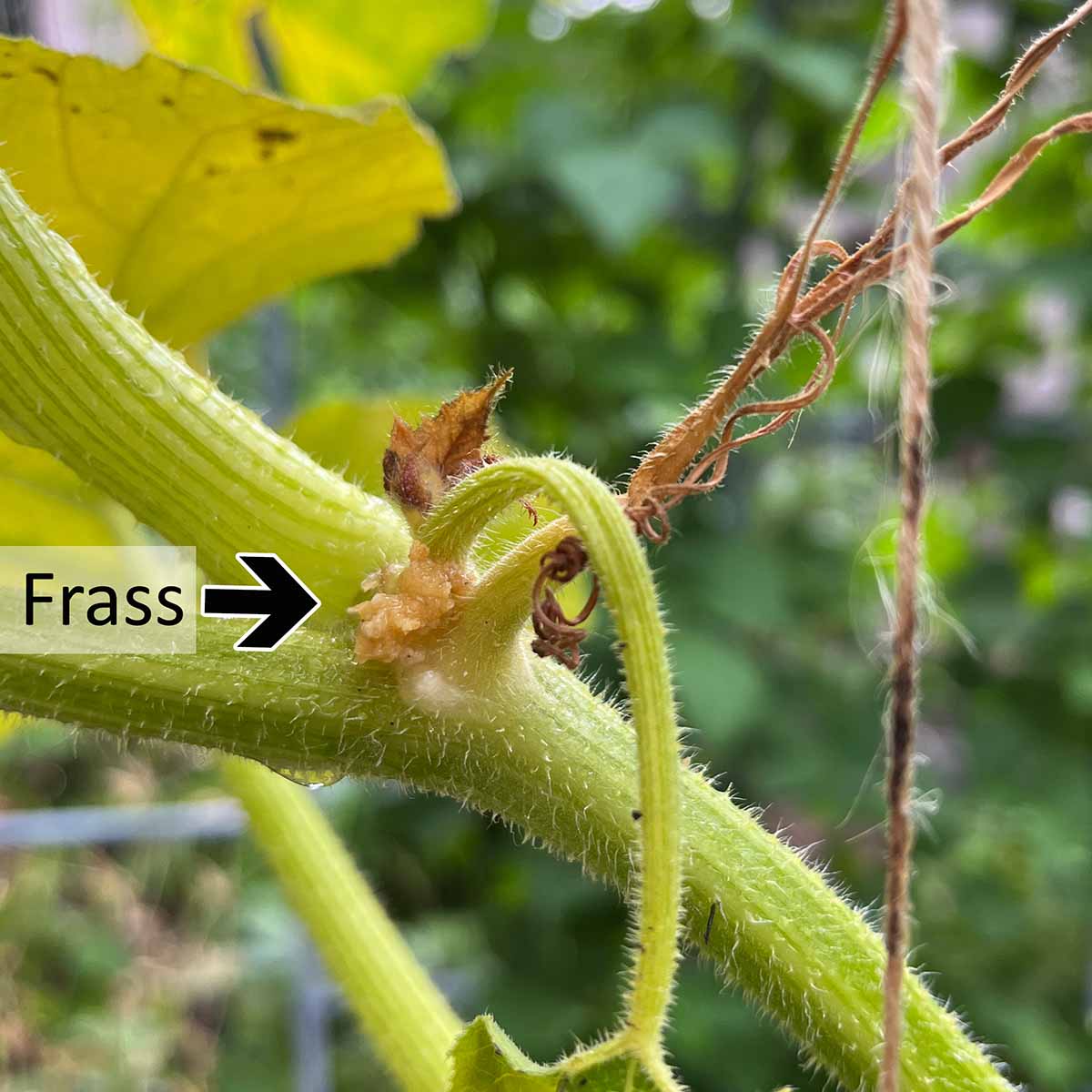 Frass on a leaf node, showing squash vine borer poop
