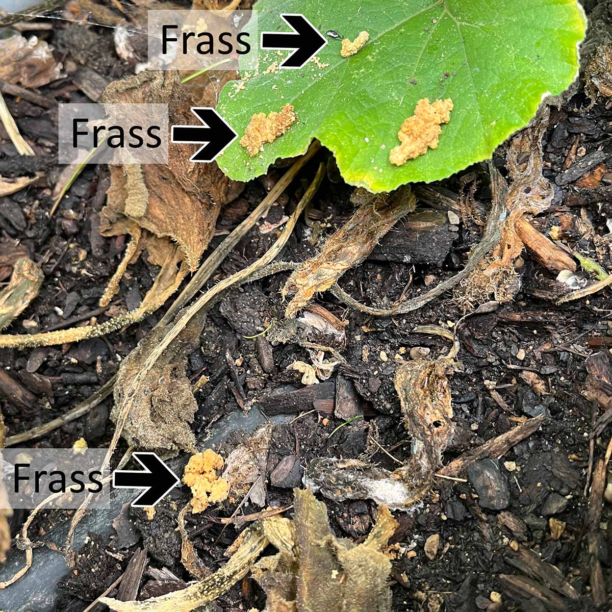 Squash vine borer frass that fell onto lower leaves and soil after a rain.