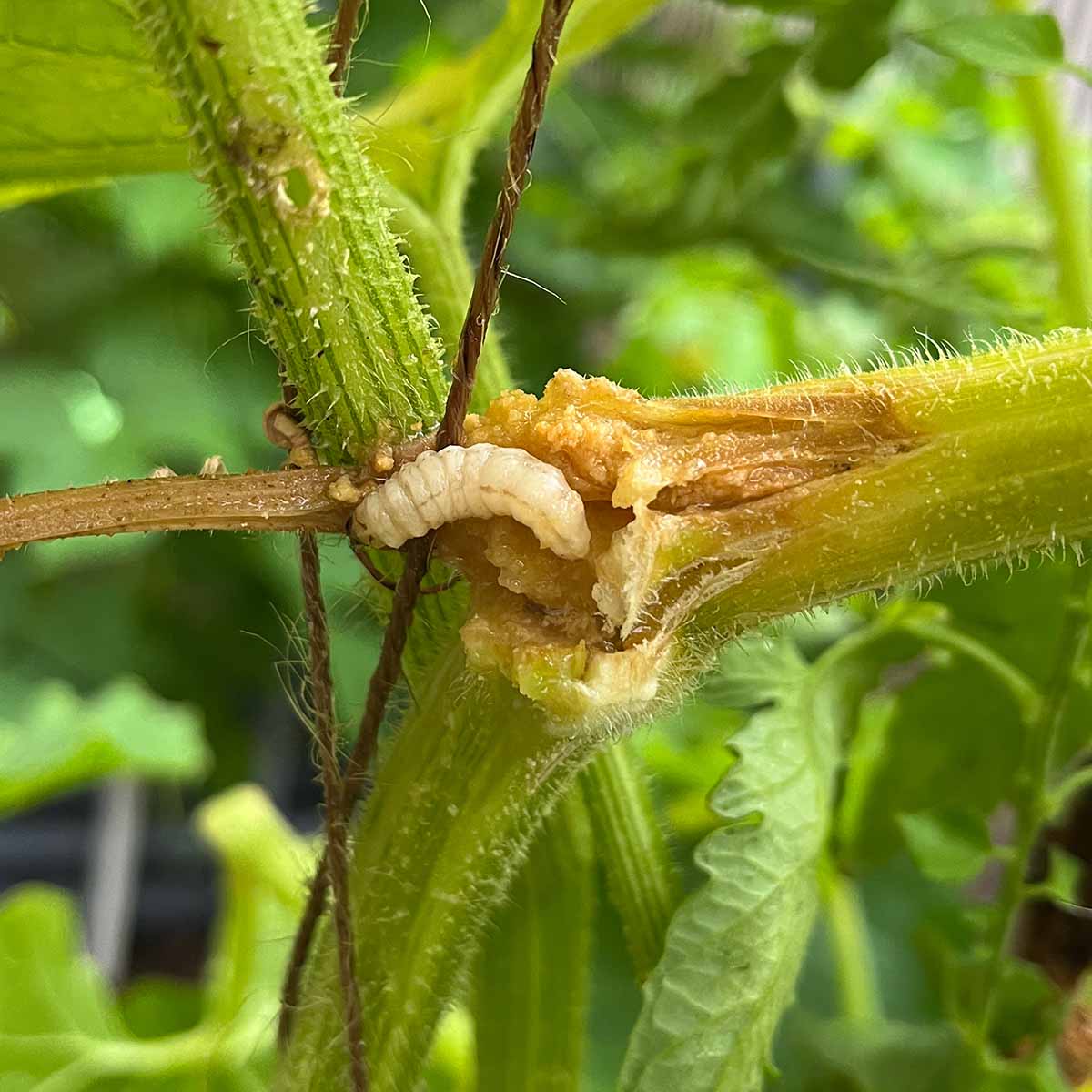 Squash vine borer larva exiting the stem after injecting Bt