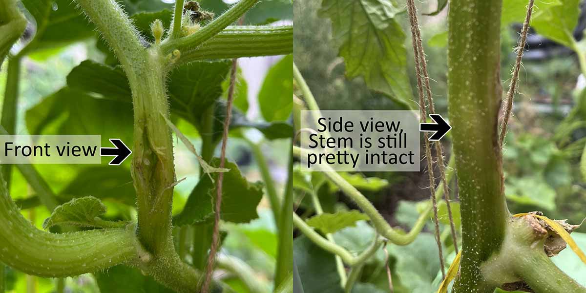 After cutting out a squash vine borer, the rest of the stem is still intact and will very likely recover.