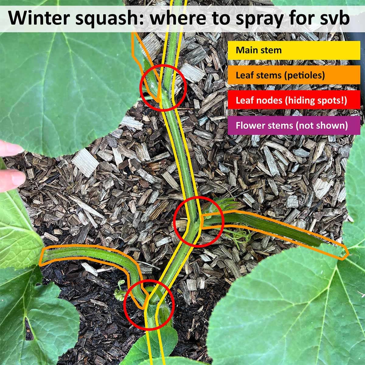 Where to spray Bt on winter squash vines: along the entire main stem, leaf stems, leaf nodes, and flower stems.