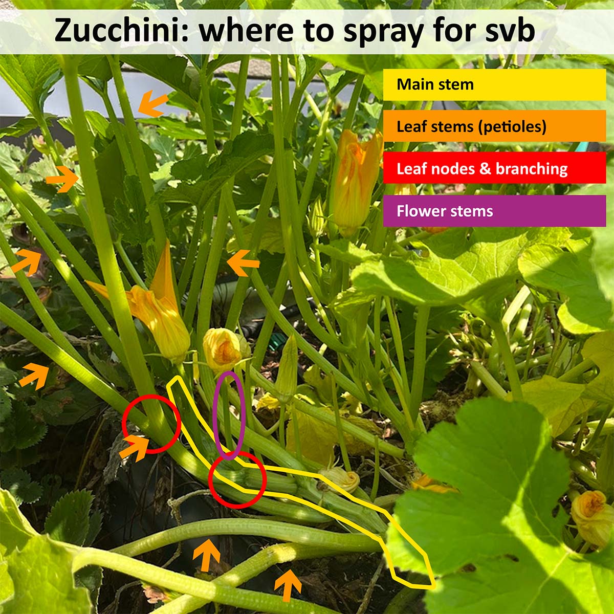A diagram of where to spray zucchini and summer squash with Bt: the main stem, leaf stems (petioles), leaf nodes, and flower stems.