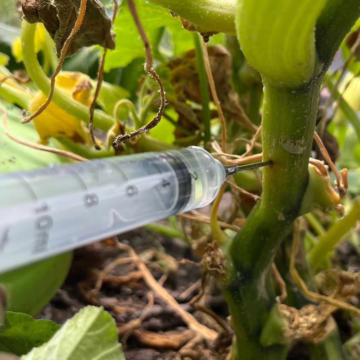 Injecting Bt, an organic insecticide, into the squash stem to kill the borers.