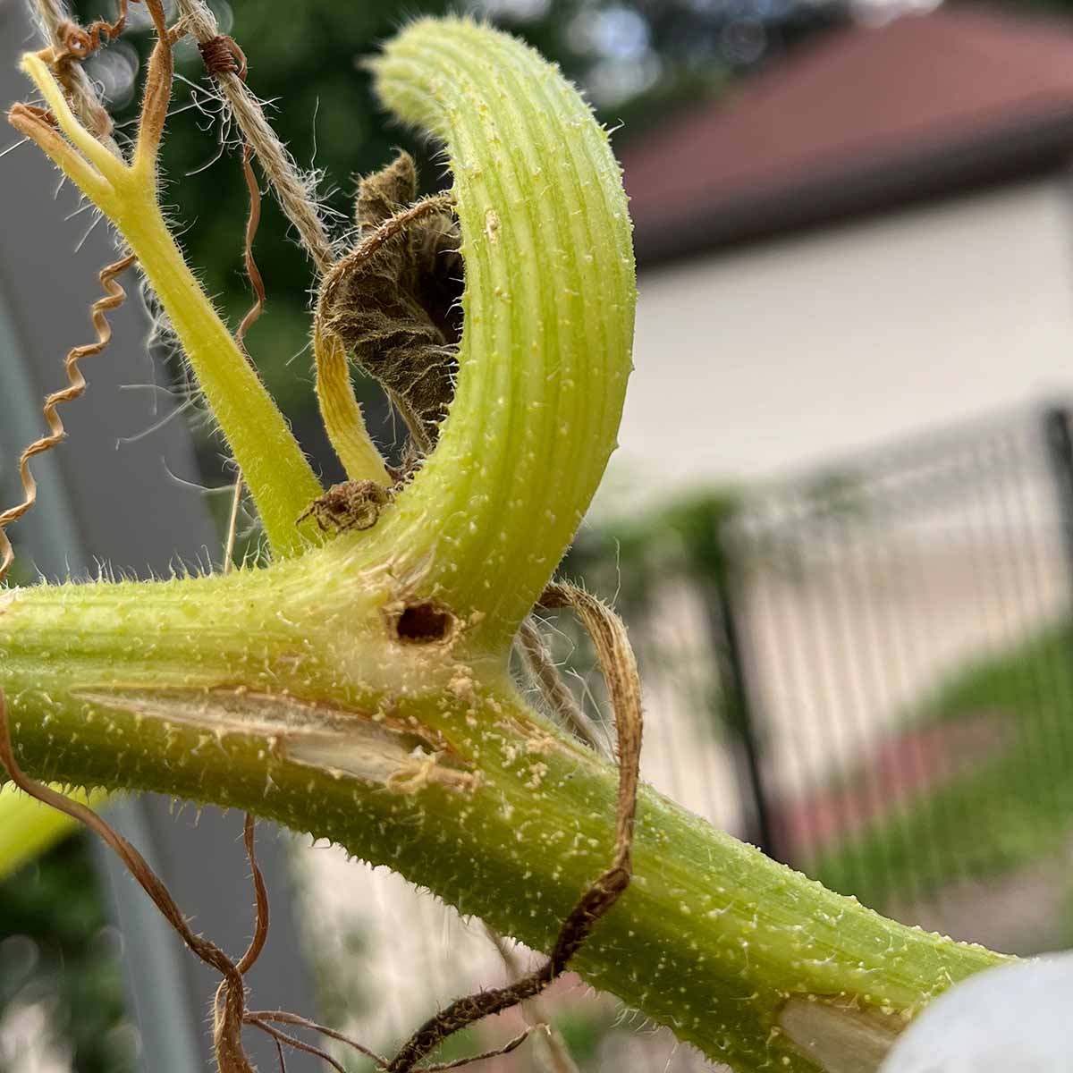 A squash vine borer entry hole a day later shows no additional signs of frass, so you know it's dead.
