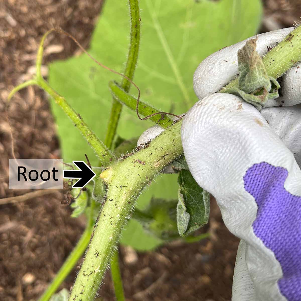 A small root forming at a leaf node on a winter squash vine