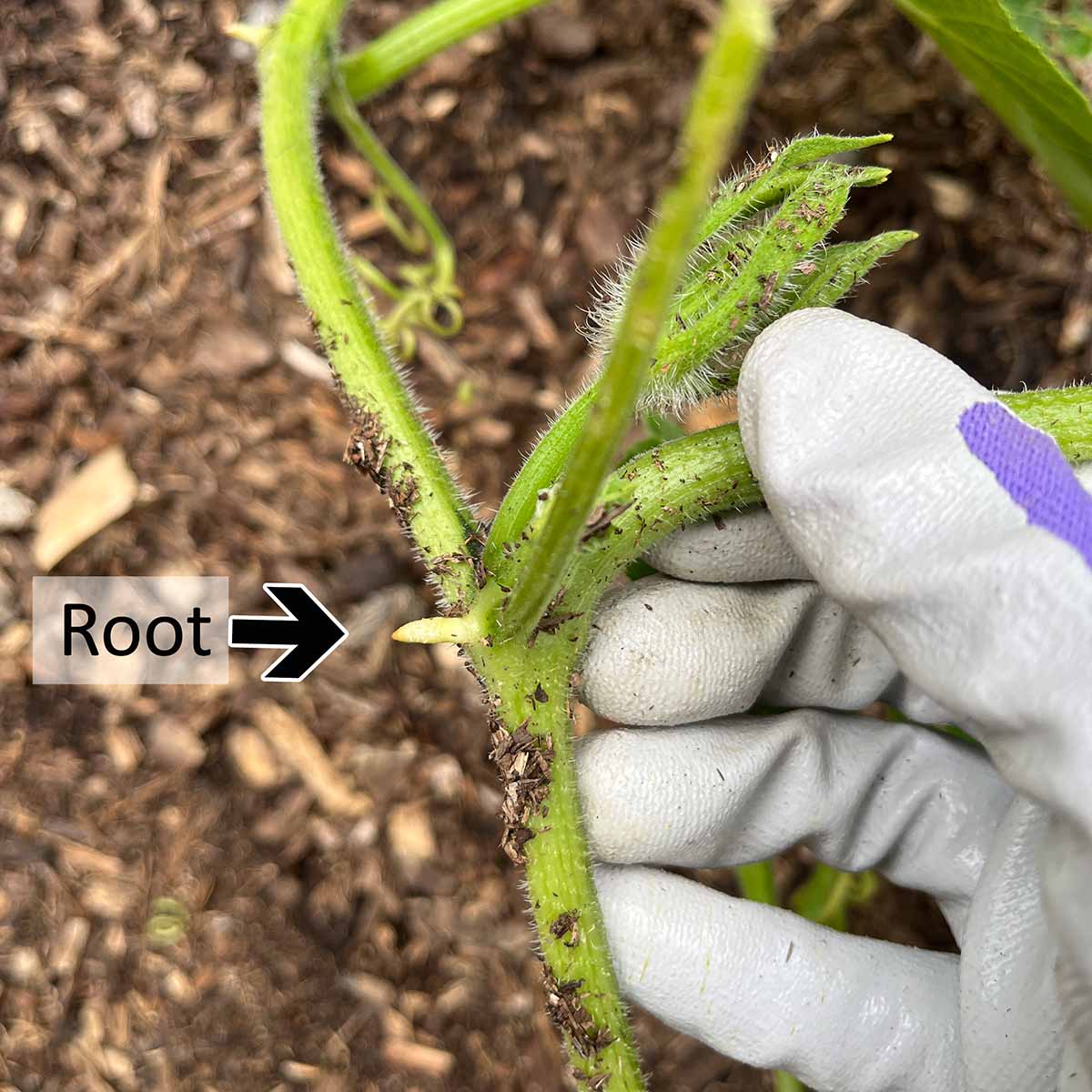A small root forming at a winter squash vine leaf node.