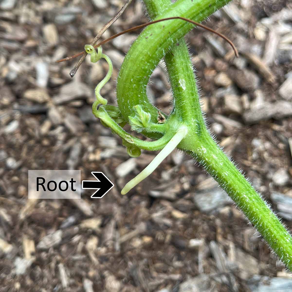 A larger root forming at a winter squash vine leaf node.
