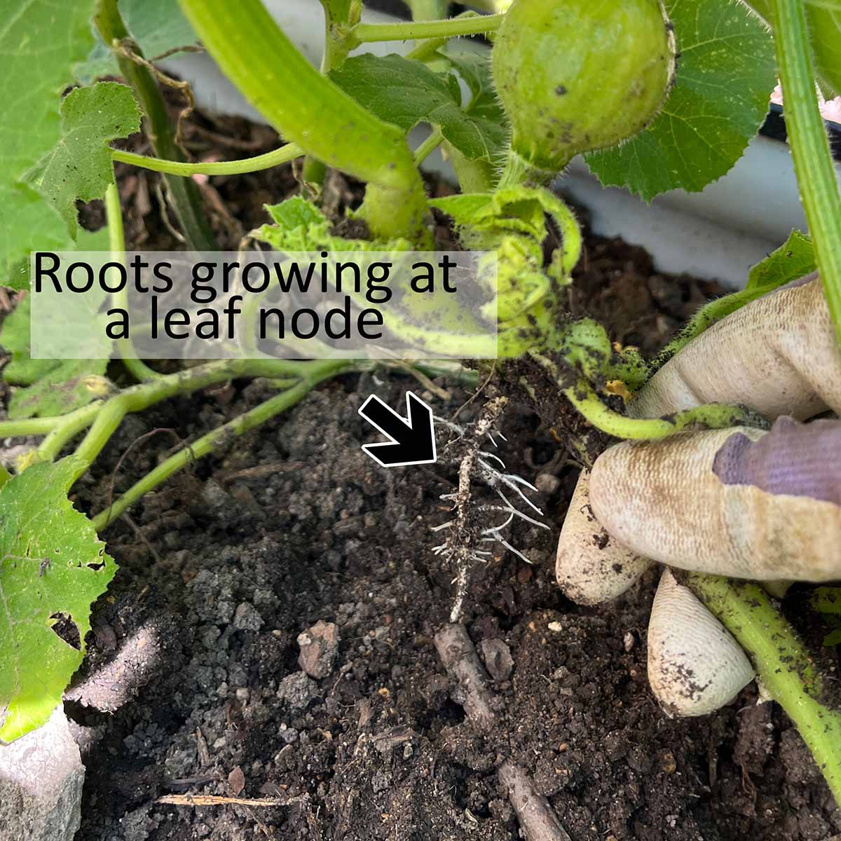 Developed adventitious roots at a leaf node on a winter squash vine that support the plant's recovery from borer larva.