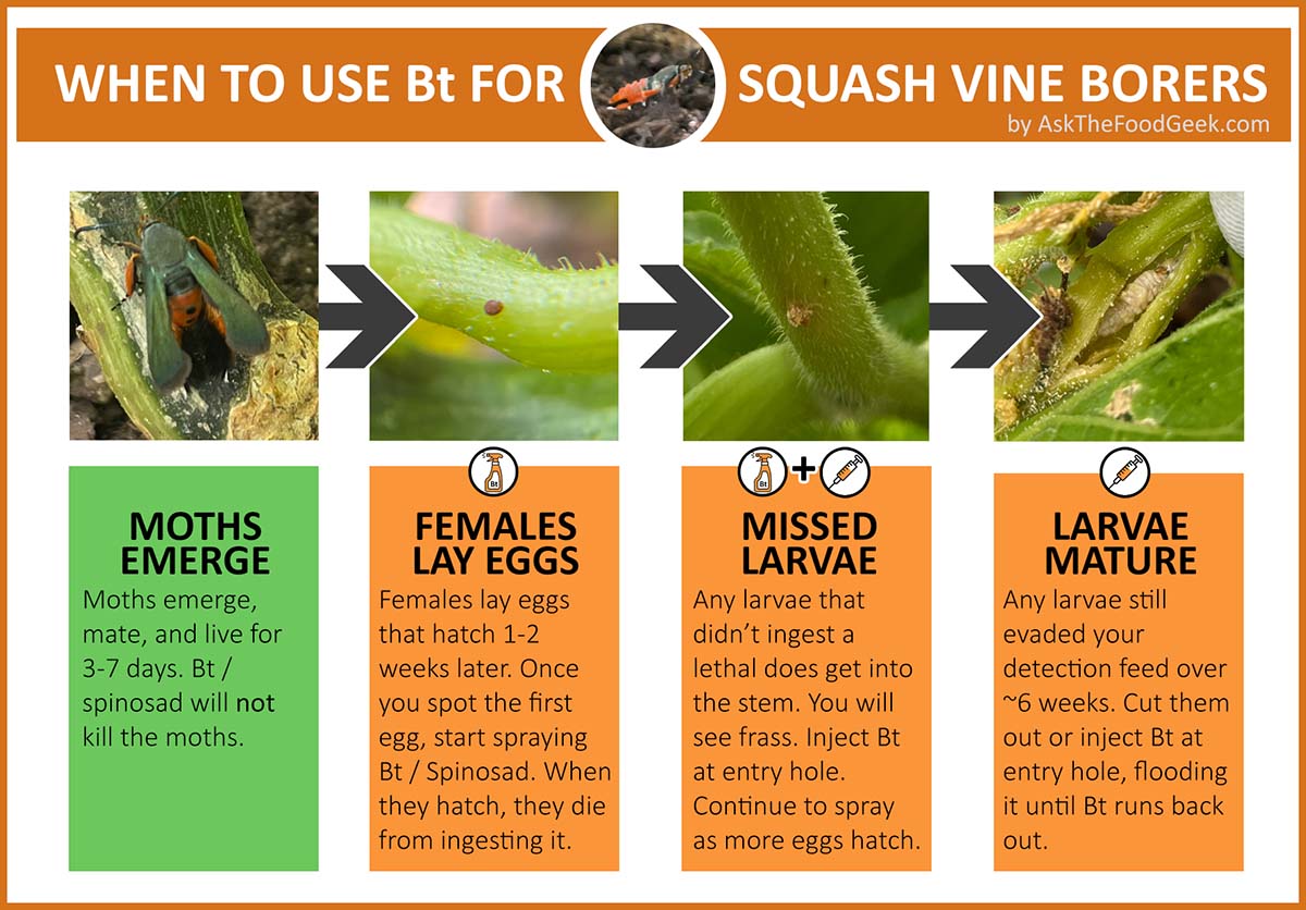 Infographic for when and how to use Bt to kill squash vine borers: Spray Bt or spinosad when you find eggs, inject Bt when you find frass and continue to spray for more eggs, and inject Bt to kill maturing larvae. 