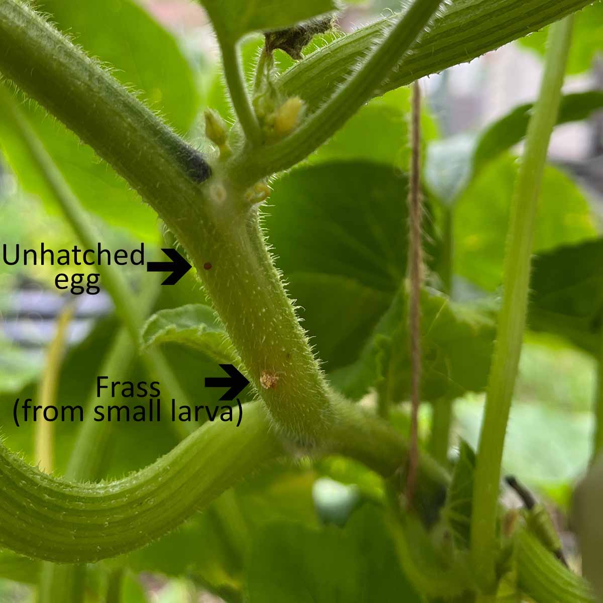 An unhatched squash vine borer egg, an a separate entry site with frass where an egg hatched.