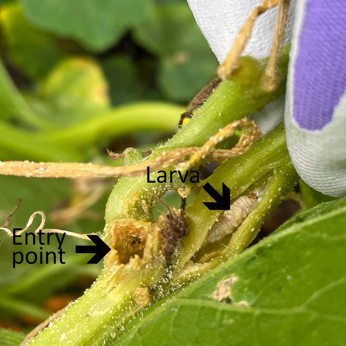 Squash vine borer that traveled and inch or two into the vine to cause damage.