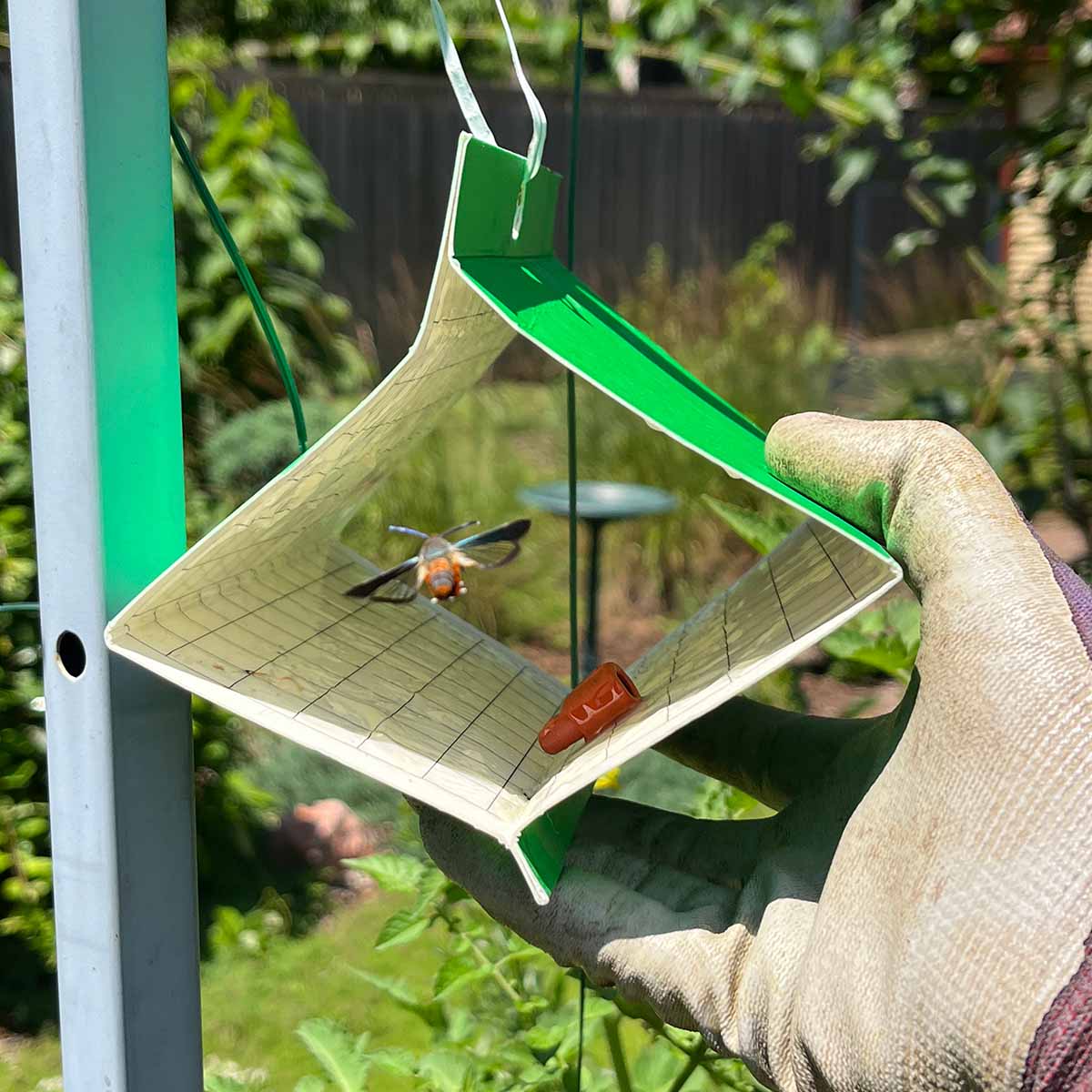 An adult male squash vine borer moth flying into a pheromone trap when the season starts.