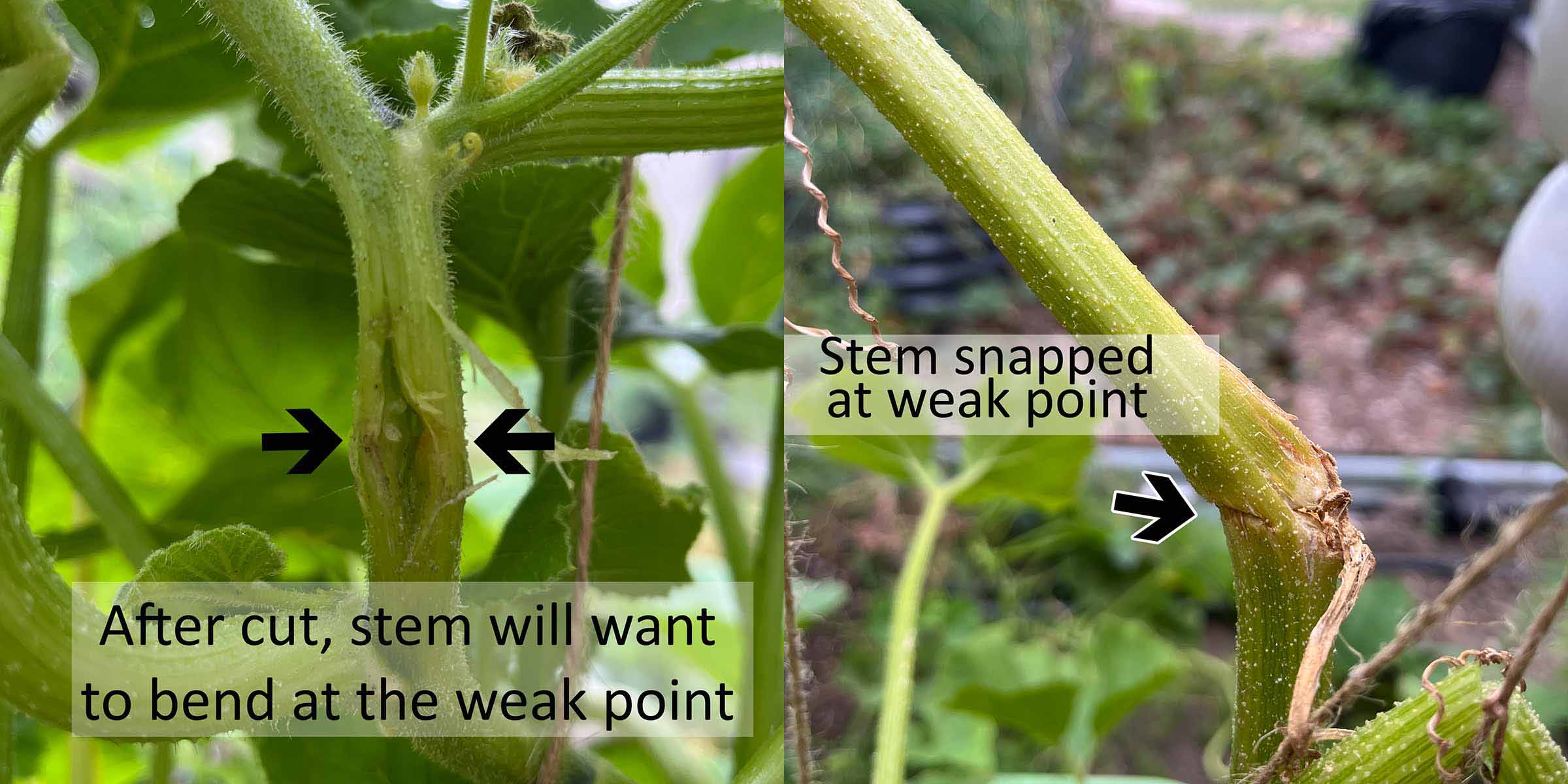 Stem snapped at weak point after cutting out squash vine borer.